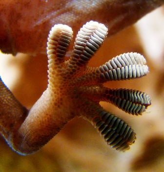 Close-up of the underside of a gecko's foot as it walks on a glass wall
